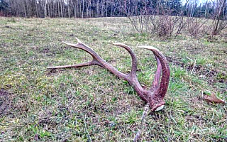 Leśnicy apelują: podczas poszukiwania poroży nie płoszmy zwierząt Leśnicy apelują: podczas poszukiwania poroży nie płoszmy zwierząt